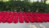 Create Unforgettable Moments with Our Premium Red Rose Flower Rows – Perfect for Weddings & Festive Parties