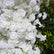 ARCH056 DKB Hot Selling Artificial Silk Flower Arch White Horn Flower Arch for Wedding Background Decoration