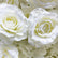 HQ306 DKB High Quality White Rose Flower Wall Backdrop