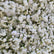 HQ229 8x8 FT White Artificial Flower Wall Backdrop for Wedding & Event Decor