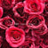 HQ187 DKB Luxurious Deep Red Rose Flower Wall Backdrop