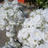 FB799 DKB Artificial Flowers Factory 50 cm White Silk Flower Ball for Wedding Table Decoration