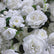 HQ098 White Artificial Flower Wall Backdrop for Wedding & Event Decor
