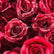 HQ187 DKB Luxurious Deep Red Rose Flower Wall Backdrop