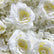 HQ306 DKB High Quality White Rose Flower Wall Backdrop