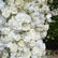 ARCH639 DKB Hot Selling Artificial Silk Flower Arch White Horn Flower Arch for Wedding Background Decoration