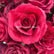 GF218 70cm Deep Red Artificial Rose Centerpiece – Realistic Silk Floral Bouquet for Weddings & Home Decor