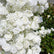 ARCH297 DKB Hot Selling Artificial Silk Flower Arch White Horn Flower Arch for Wedding Background Decoration